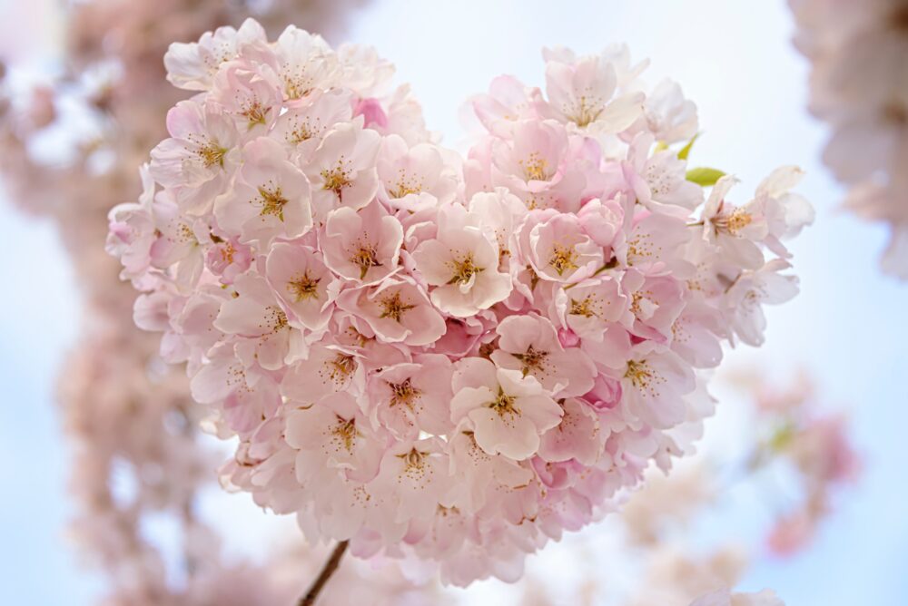 ハート型の桜