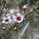 ニキビ・ヘルペスに頼れる自然派ケア｜マヌカ精油の驚くべき抗菌力と肌への使い方ガイド