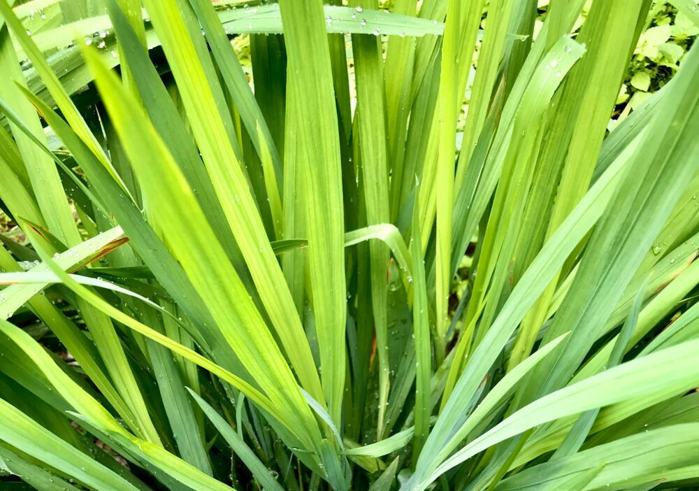 シトロネラ・セイロンとシトロネラ・ジャワ、違いを知らないと損!虫よけに効果的なのはどっち?